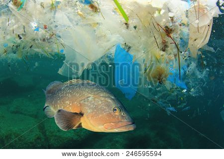 Fish and plastic pollution in sea. Microplastics contaminate seafood. 