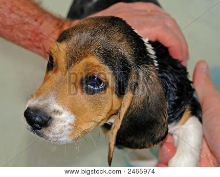 Beagle i badet