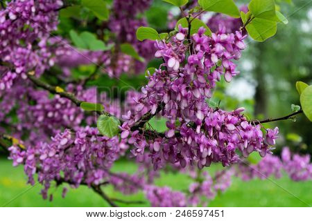 Judas-tree With Colorful Flower Bud And Garden Bokeh