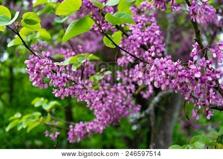 Judas-tree With Colorful Flower Bud And Garden Bokeh