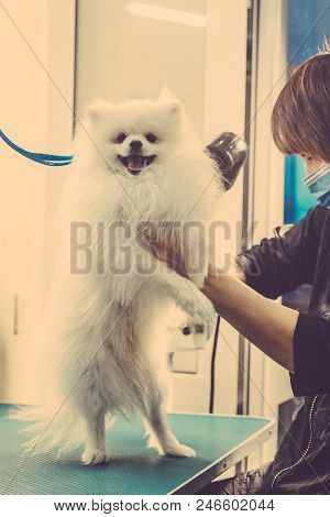Pomeranian Dog On The Table For Grooming In Salon For Dogs. Toned Image. The Concept Of Popularizing