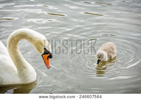 White Mother Swan Swim With Her Young. Seasonal Natural Scene. Cycle Of Nature.