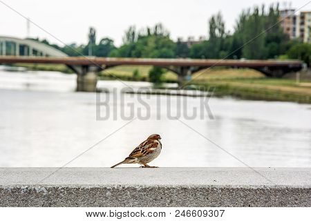Sparrow In The City. Bird Scene. Travel Scene.