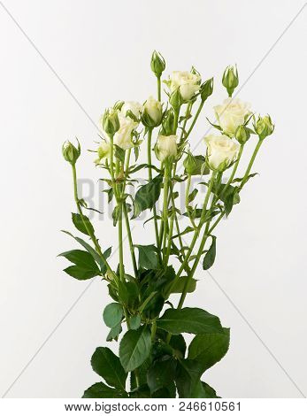 Flowers On White Background