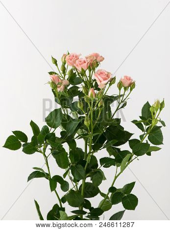Flowers On White Background