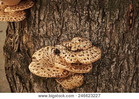 Parasites Fungi (trout Flake; Latin Polýporus Squamósus) Grew On The Trunk Of A Tree
