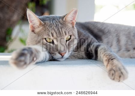 Relax. Shorthair Cat Relax In Patmos, Greece. Cat Food. Healthy Pet - Happy Owner. Cat With Green Ey