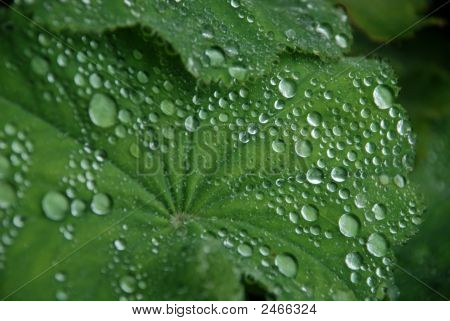 Cerca de gotas de rocío en la mañana en una gran hoja de Geranuim