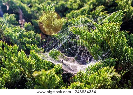 Web In The Bush In The Morning Sun.