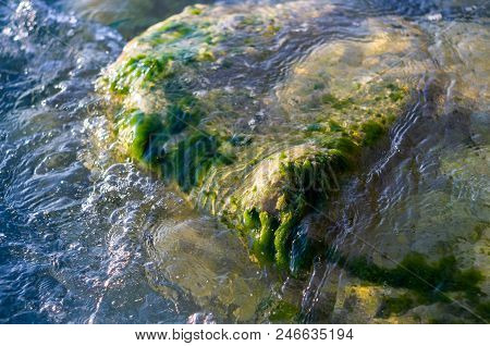 Stones With Green Algae In Clear Sea Water, Warm Summer Day