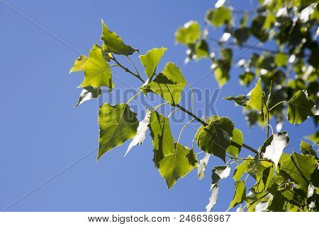 Branch Of A Poplar With Green Leaves On A Clear Blue Sky Background