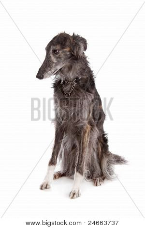 Hotel Silken Windhound