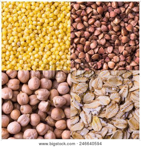 Collage Of Different Crops. Grain Crops Are The Basis Of Life For Both Humans And Animals.