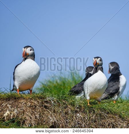 Beautiful Atlantic Puffin Or Comon Puffin Fratercula Arctica In Northumberland England On Bright Spr