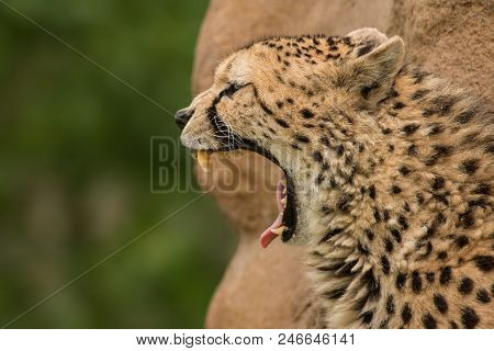 Stunning Intimate Portrait Of Cheetah Acinonyx Jubatus In Colorful Landscape