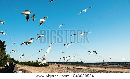 Flock Of Seagulls Circling In The Air At Sea, Slow Motion.