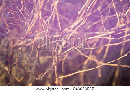 Blurry Nature Background With Naked Branches And Light Leaks In Free Lensing Technique. Shallow Dept