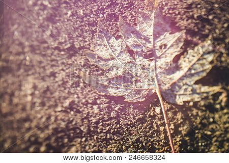 Blurry Background Of Autumn Maple Leaf On The Ground Made In Free Lensing Technique With Light Leaks