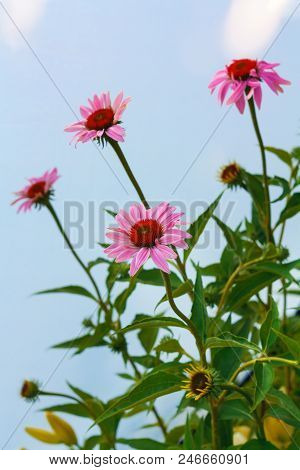 Beautiful Bright  Flower Helenium On A Blooming Green Meadow