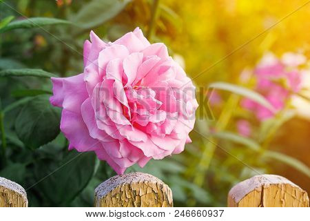 Beautiful Bright Pink Flower Helenium On A Blooming Green Meadow