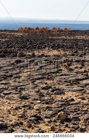 Ethiopia  Africa  In The Land Of  The Rock Desert