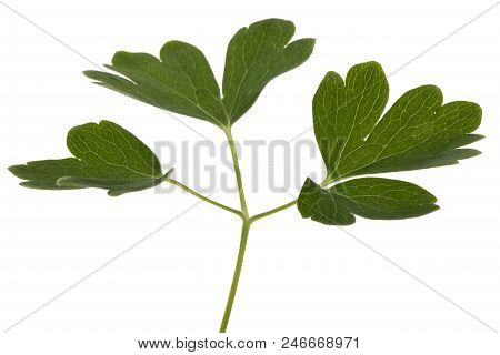 Leaves Of The Flowers Of Catchment, Lat. Aquilegia, Isolated On White Background