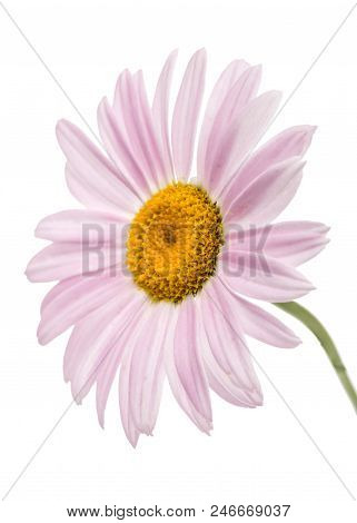 Flowers Of Pyrethrum, Isolated On White Background