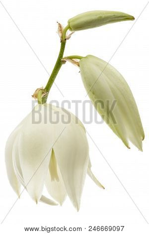 Flower Of Yucca, Isolated On White Background