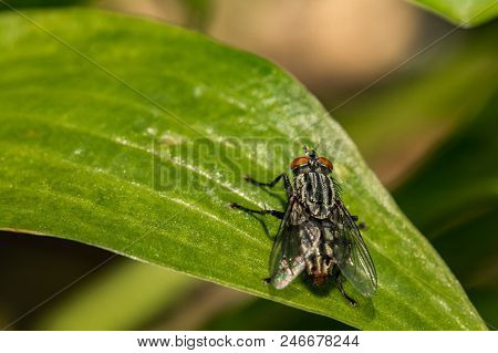 A Close Up Of A Flesh Fly (sarcophagidae Spp.)