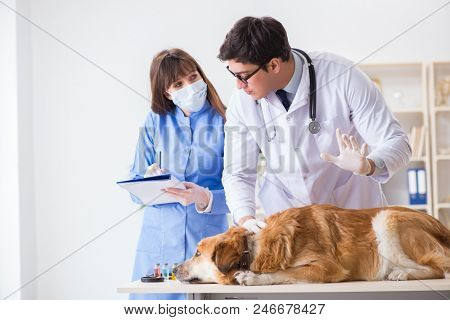 Doctor and assistant checking up golden retriever dog in vet cli
