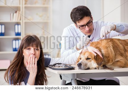 Doctor and assistant checking up golden retriever dog in vet cli
