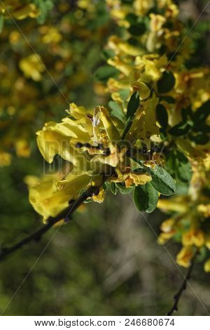 Cytisus Scoparius, The Common Broom Or Scotch Broom.