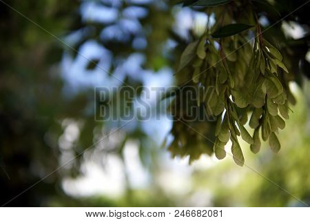Green Tree Branch Against The Blue Sky