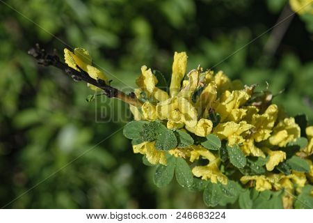 Cytisus Scoparius, The Common Broom Or Scotch Broom.