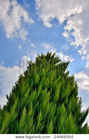 hohe Baum in den Himmel