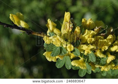 Cytisus Scoparius, The Common Broom Or Scotch Broom.