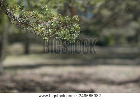 Green Fir Tree Or Pine Branches Summer