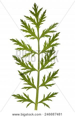 Leaf And Stem Of The Pyrethrum Flower, Isolated On White Background