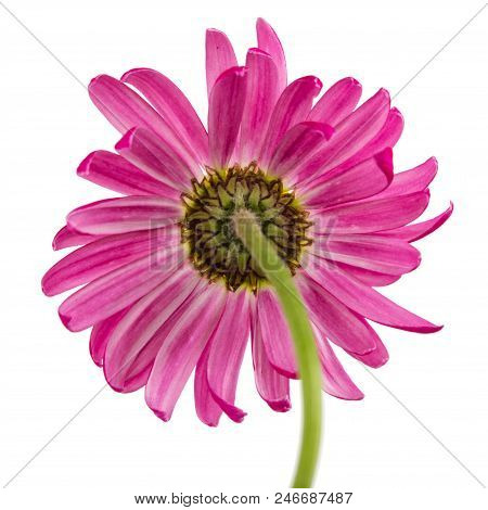 Flower Of Pyrethrum, Isolated On White Background