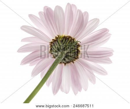 Flowers Of Pyrethrum, Isolated On White Background
