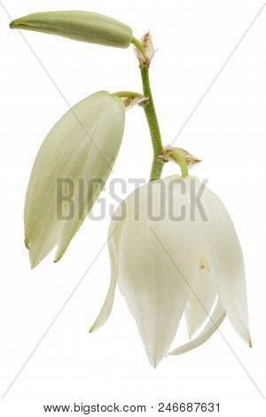 Flower Of Yucca, Isolated On White Background