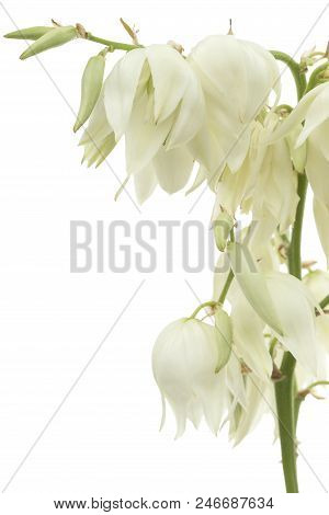 Flower Of Yucca, Isolated On White Background