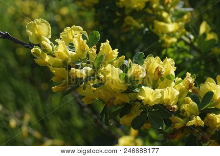 Cytisus Scoparius, The Common Broom Or Scotch Broom.
