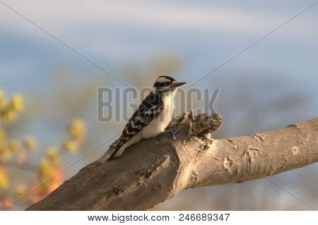 Downy Woodpecker Picoides Pubescens On A Tree Branch Limb Black And White Feathers With Red Spot On 