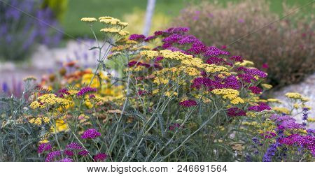 Achillea Glaberrima Red Perennial Plant Used In Landscape Design.