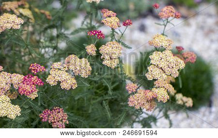 Achillea Glaberrima Red Perennial Plant Used In Landscape Design.
