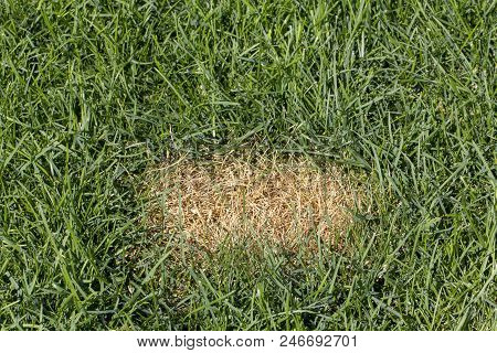 Anthracnose Lawn, Death Of Small Areas Of Turf