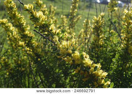 Cytisus Scoparius, The Common Broom Or Scotch Broom.