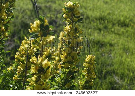 Cytisus Scoparius, The Common Broom Or Scotch Broom.