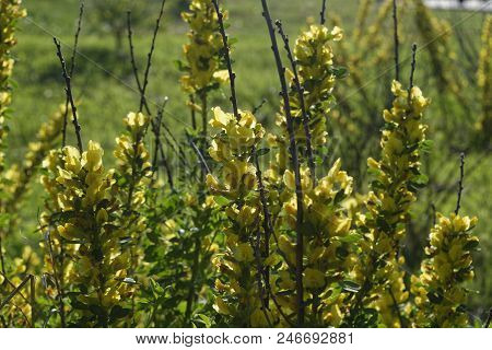 Cytisus Scoparius, The Common Broom Or Scotch Broom.